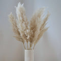 PAMPAS CLOUDS